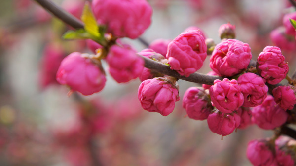 粉色花圖片
