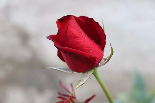 玫瑰花月季花