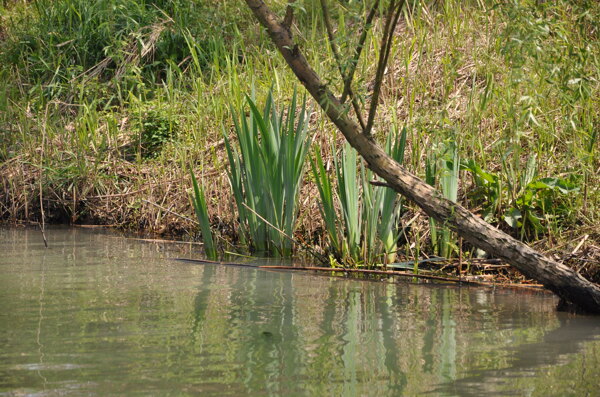 西溪湿地美景图片