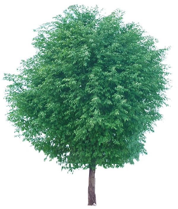 植物貼圖素材建筑裝飾JPG0288