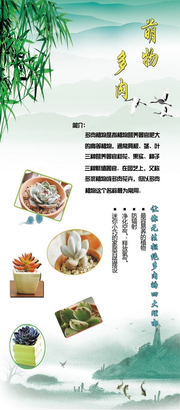 植物展架萌物多肉圖片