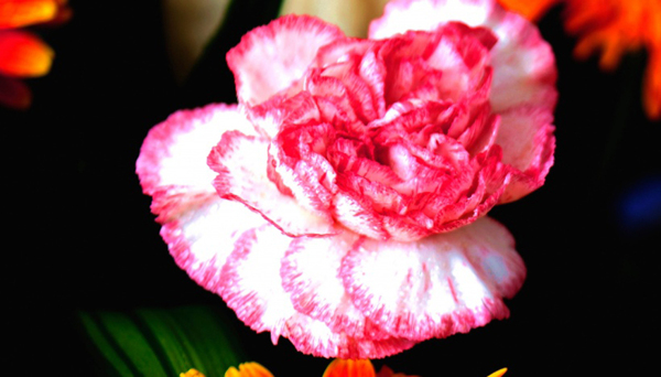 位圖植物花朵寫實(shí)花卉野花免費(fèi)素材