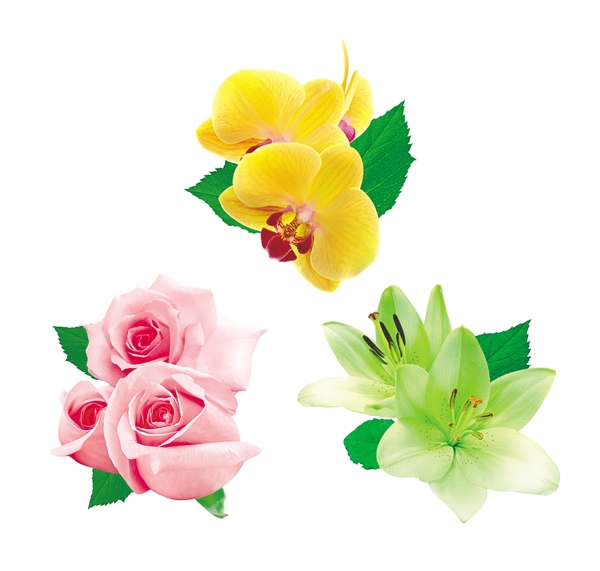 玫瑰百合蘭花圖片
