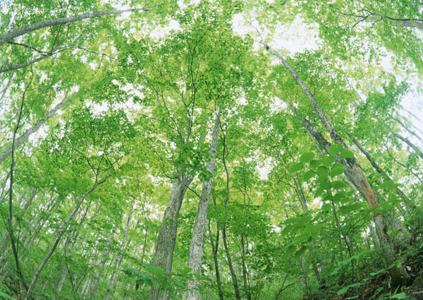 树林图片森林树木图片024