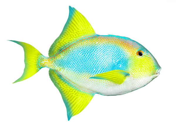 海魚