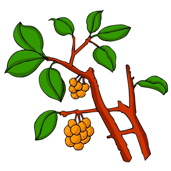 花卉古典插畫