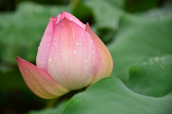 雨后荷花