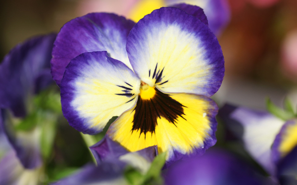 位图植物花朵写实花卉蝴蝶兰免费素材