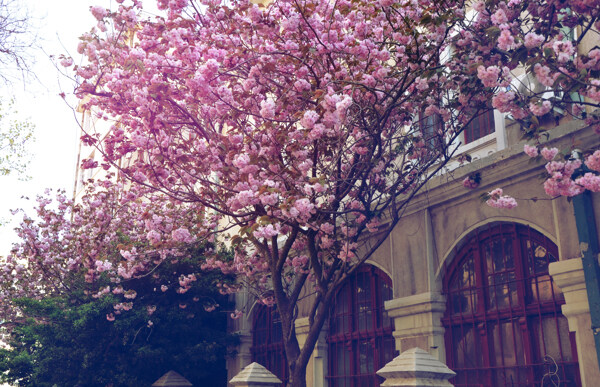 青岛天主教堂樱花