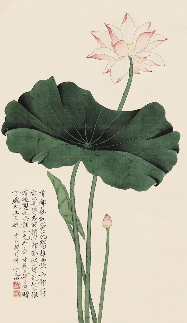 荷花圖片