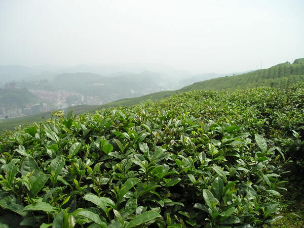 茶山圖片