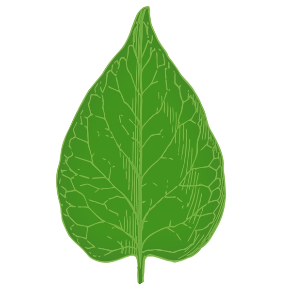手绘素描清晰叶脉绿色树叶