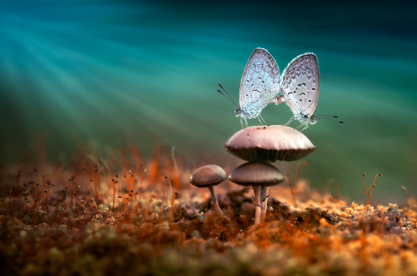 蘑菇上的飞蛾