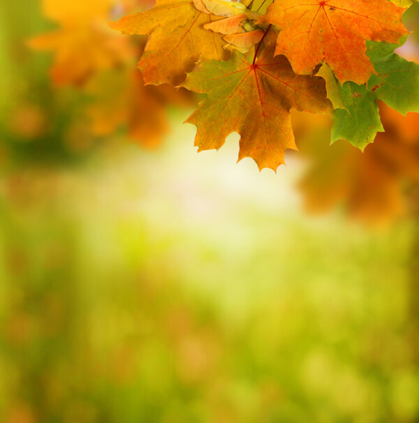 秋天枫叶背景素材图片