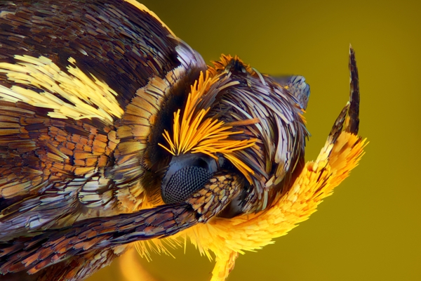 蜜蜂类昆虫微距