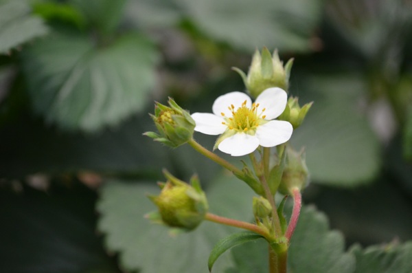 草莓花圖片