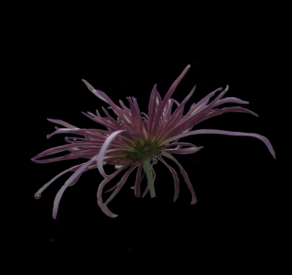 位圖植物花朵菊花免費(fèi)素材