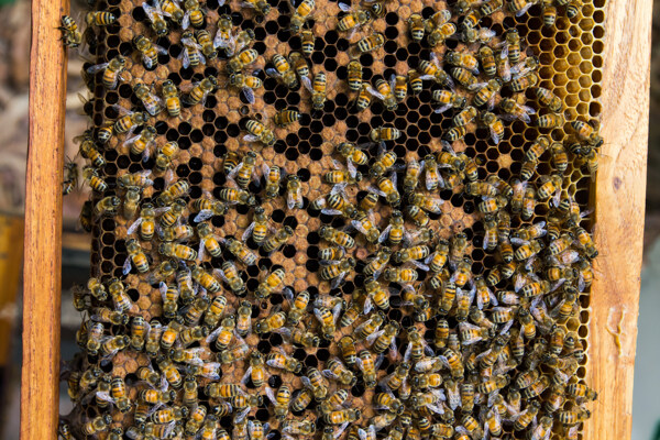 密密麻麻的蜜蜂图片
