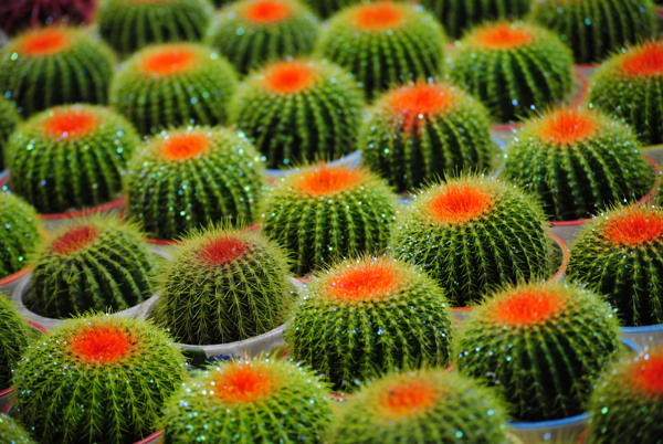抗旱植物圖片