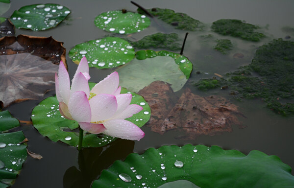 雨后荷花