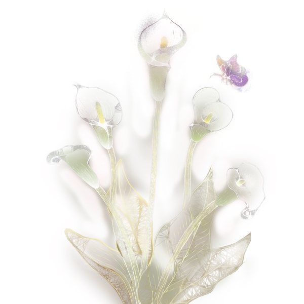 独特透明质感马蹄莲植物设计