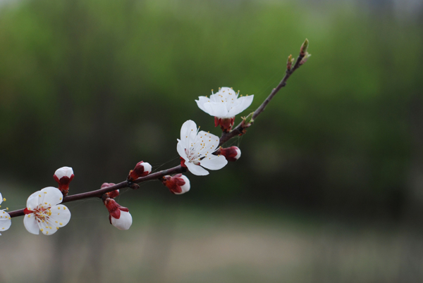 桃花圖片