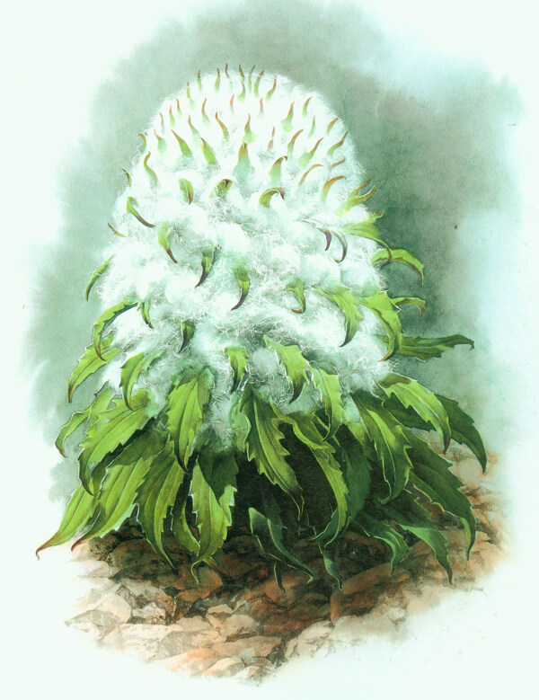 雪蓮高清掃描圖片