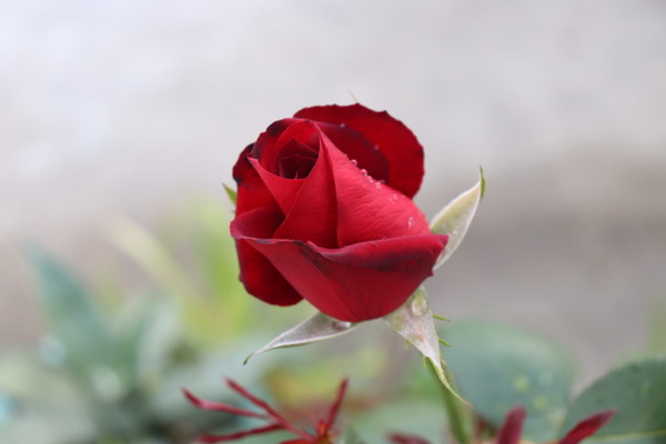 玫瑰花月季花