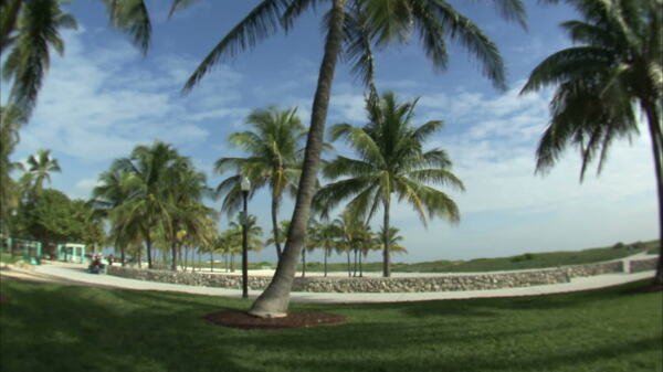 棕榈树和蓝天股票视频广角镜头