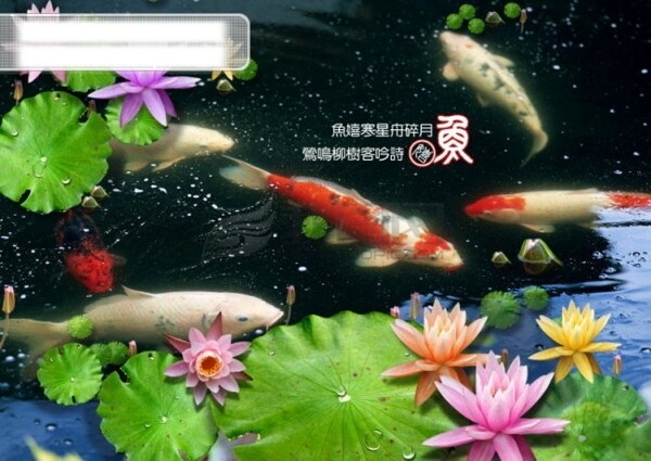 魚池滿塘魚魚池