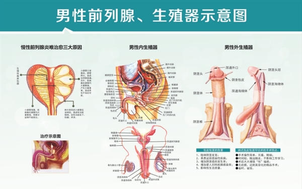 男性生殖器解剖图