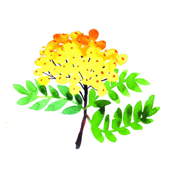 位圖植物寫意花卉花朵野花免費素材