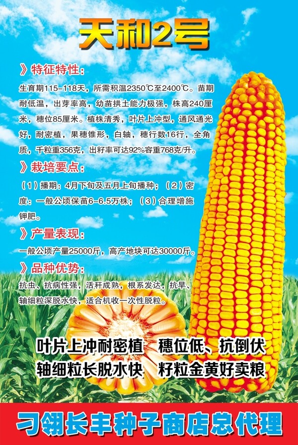遠(yuǎn)科605玉米種子