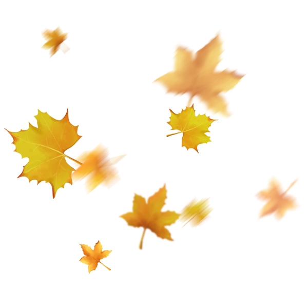漂浮的叶子秋风吹落的梧桐叶飘落的黄色叶子