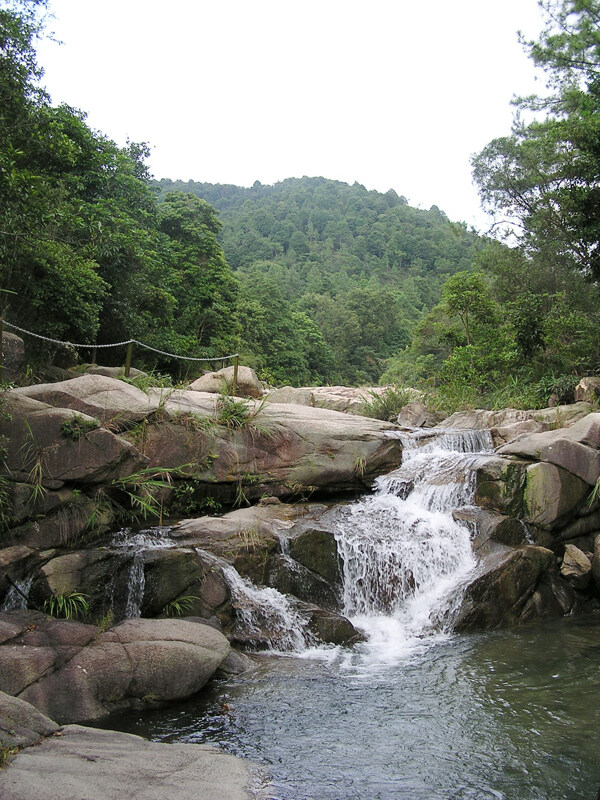 樹植物水風(fēng)景