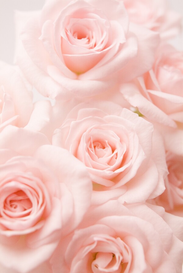 粉玫瑰花束