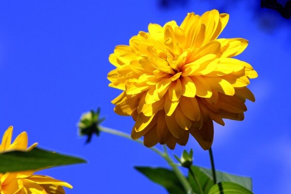 位圖植物攝影寫實(shí)花卉花朵數(shù)碼照片免費(fèi)素材