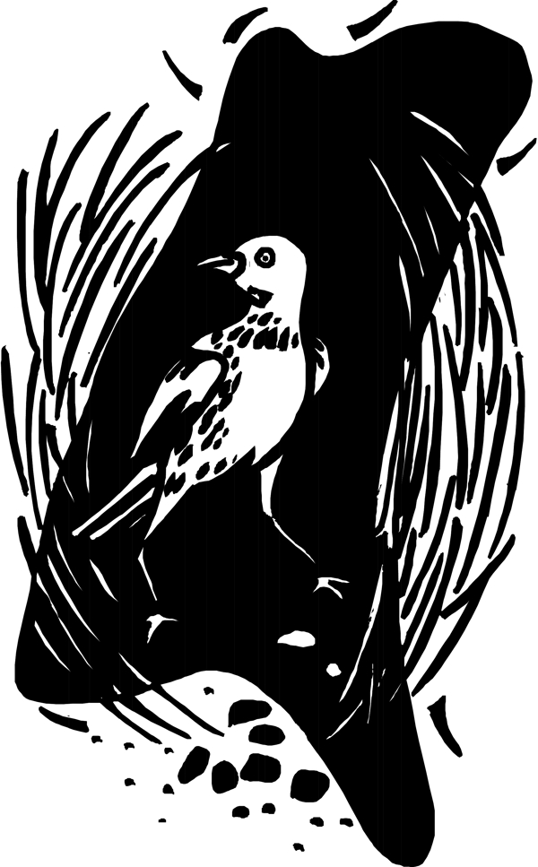鳥類漫畫