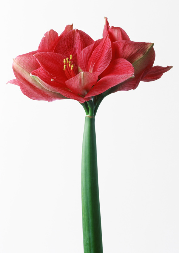植物鮮花素材