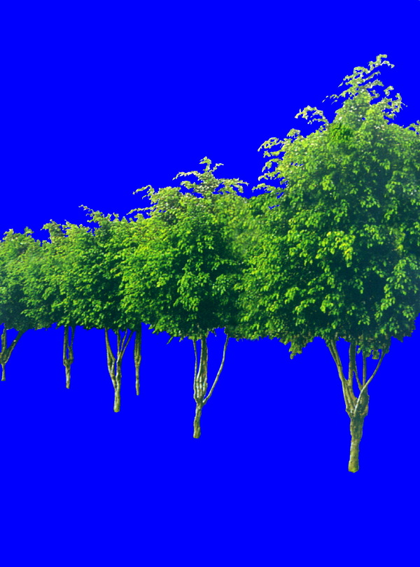 植物貼圖素材JPG1355
