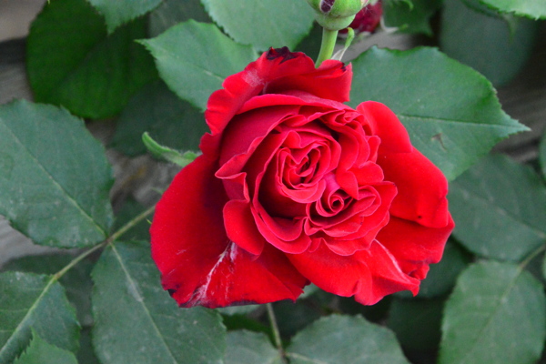 月季花