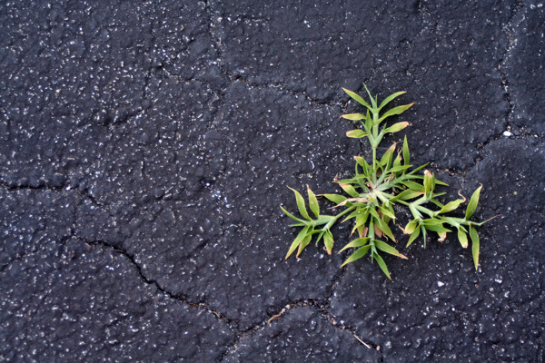 在裂化沥青生命力的象征植物生长