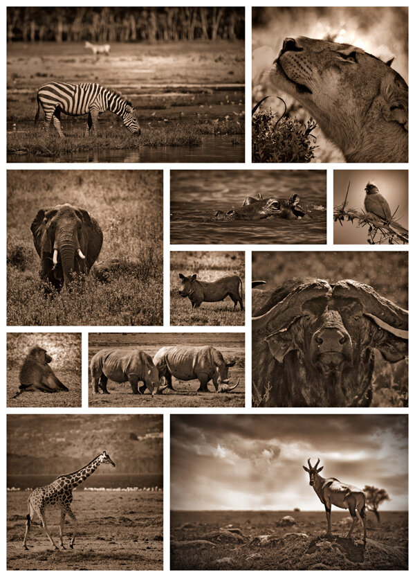 非洲动物摄影