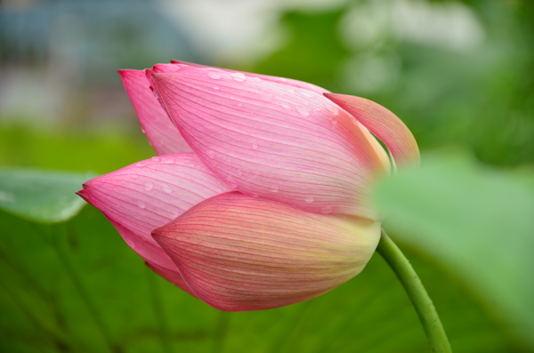 雨后荷花