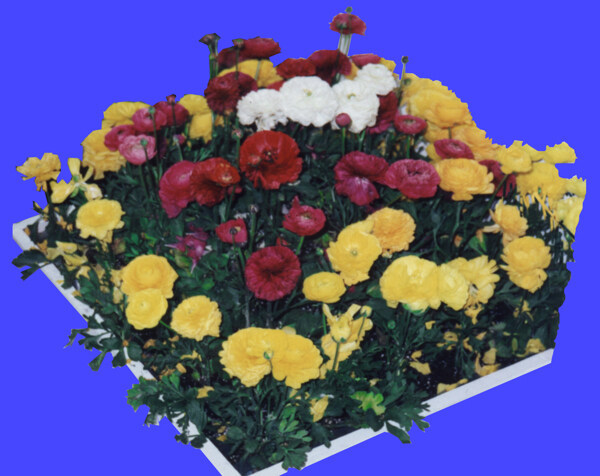 花坛012植物素材