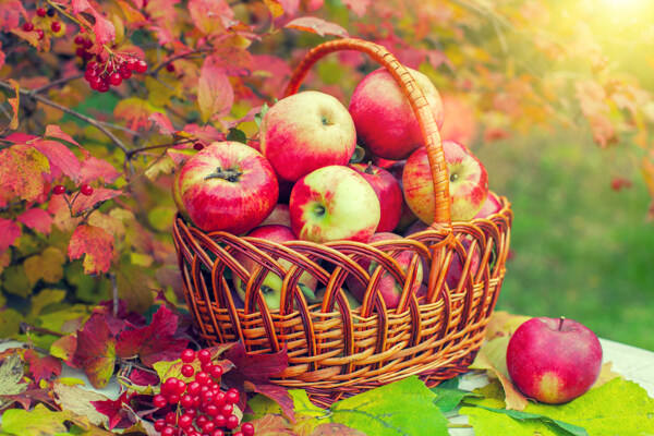 秋天红色果子与红苹果图片