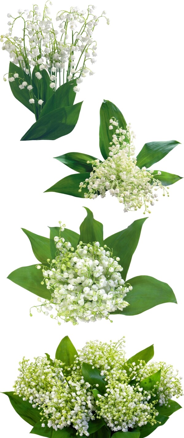 植物花朵