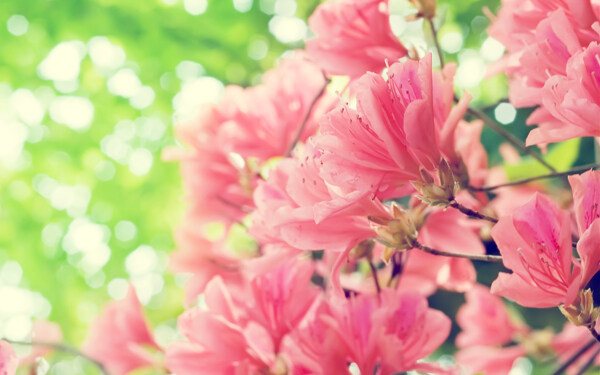 粉色桃花背景图片
