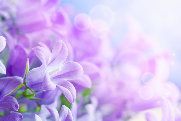 丁香花背景圖片