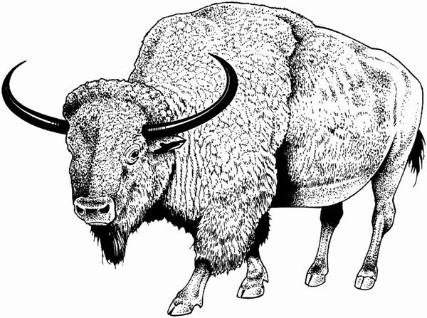 遠(yuǎn)古時(shí)代的動(dòng)物恐龍手繪畫動(dòng)物素描